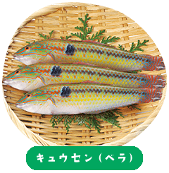 คิวเซ็น/ปลาเรนโบว์ฟิชหลากสี (Wrasse)