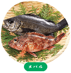 Japanese rockfish