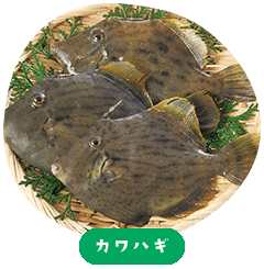 Kawahagi (Leatherback Sea Bream)