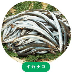 Ikanago (Japanese sand lance)