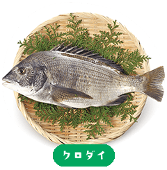 Black Sea Bream