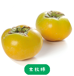 Taishu Persimmon