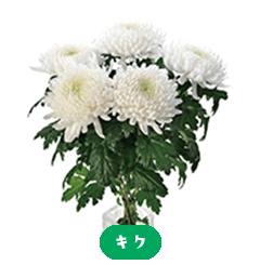 Chrysanthemum