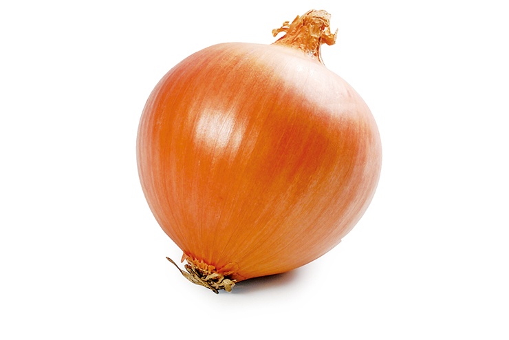 Onion photo