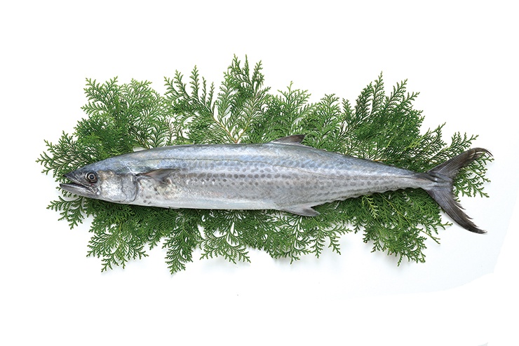 Photo of Spanish mackerel