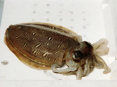 Photograph of Kaminari squid (Mongouika)