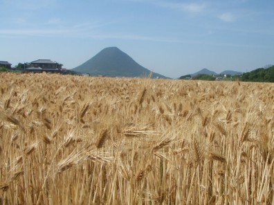 Photo of Hadaka wheat