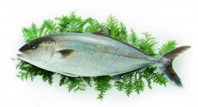 琥珀魚照片
