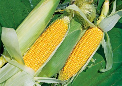 Photo of sweet corn