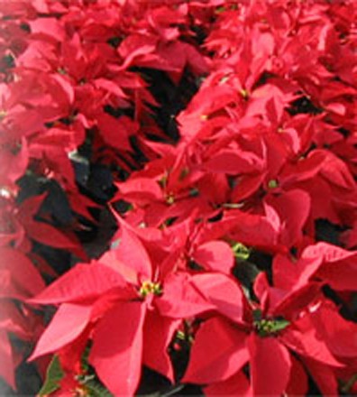 Photo of poinsettia