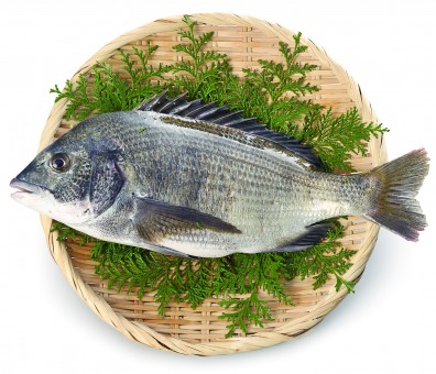 Black sea bream photo