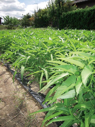 Photo of Chinese Convolvulus