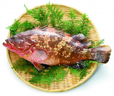 香港石斑魚的照片