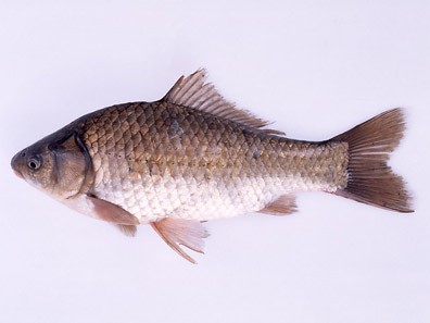 Photo of crucian carp