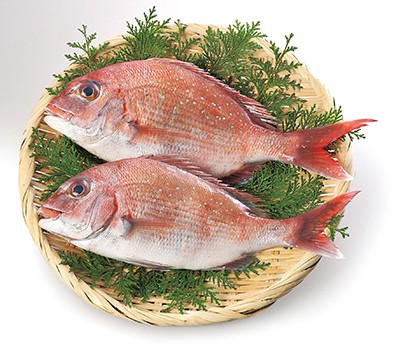 Photo of red sea bream