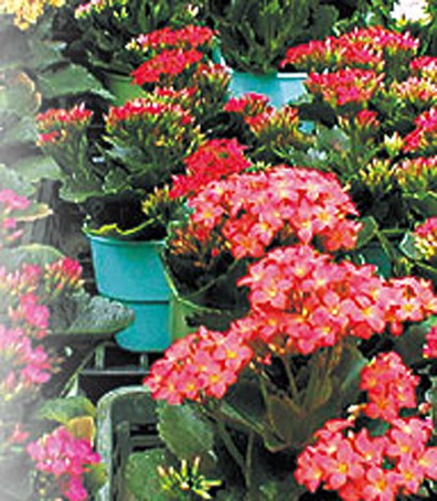 的照片Kalanchoe