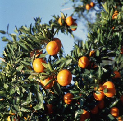 Photograph of mandarin orange