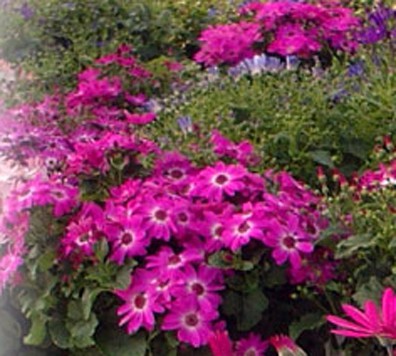 Photograph of cineraria