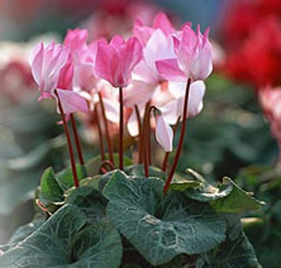 Photo of cyclamen