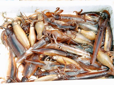 Photo of Japanese flying squid