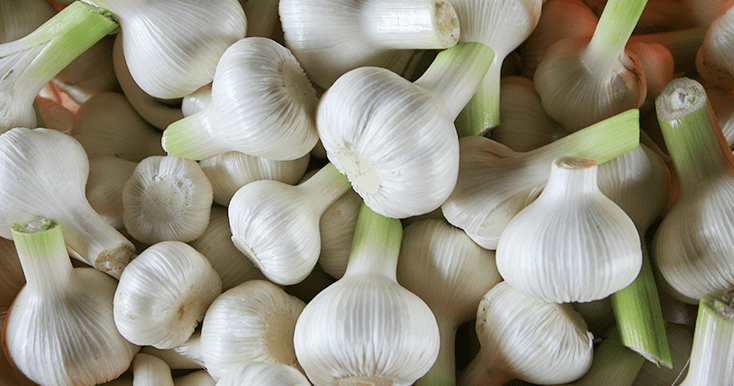 Garlic photo