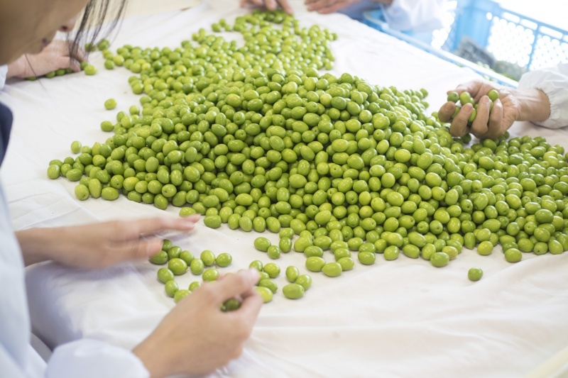 Photograph during the work of sorting olives