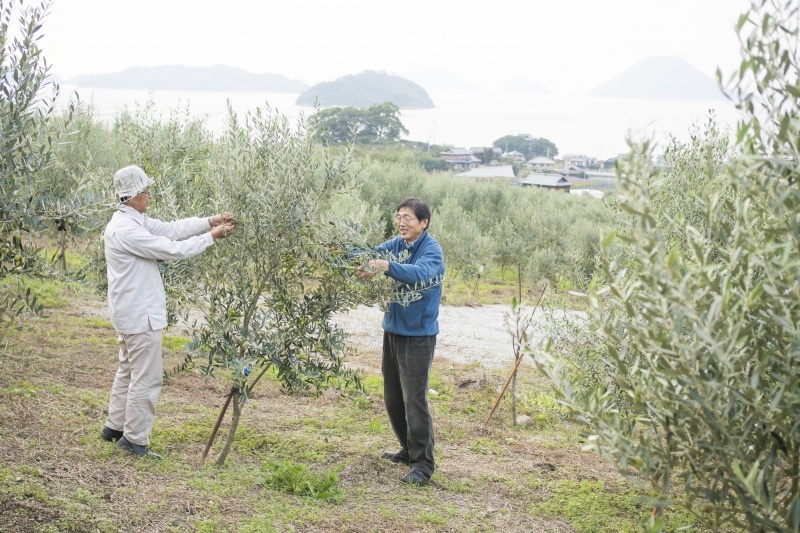 Photo of two men working with an olive tree