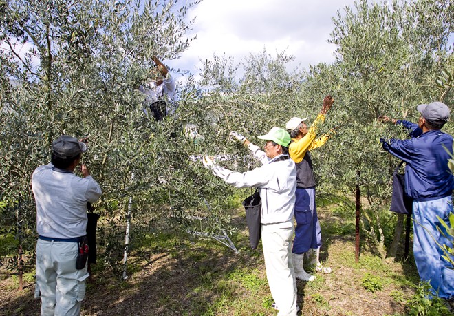 橄欖收穫