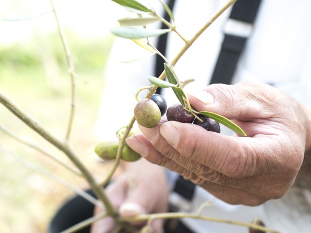 A photo of Iwa-chan harvesting olives by hand