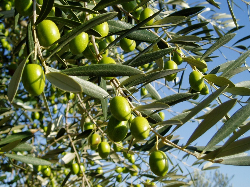 Olive fruit