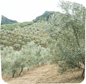 Arai olives