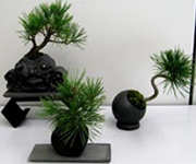 Sanuki Creative Bonsai