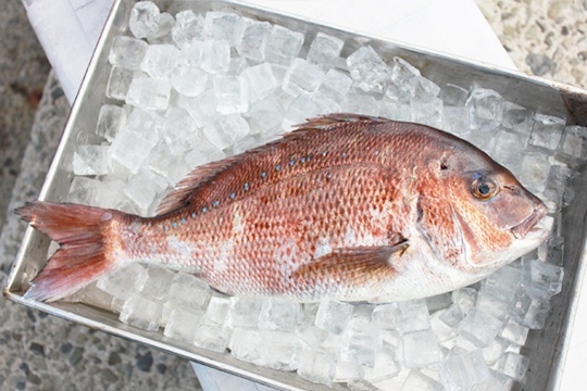 Olive red sea bream photo