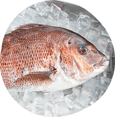 Olive red sea bream