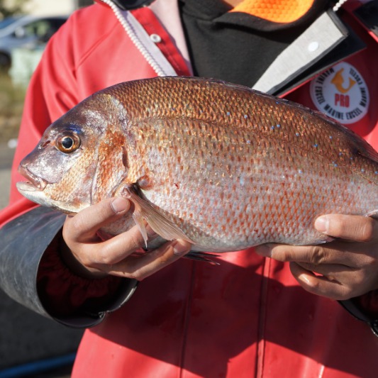 Olive red sea bream Kagawa prefecture product