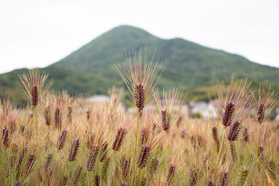 讃岐もち麦ダイシモチの写真