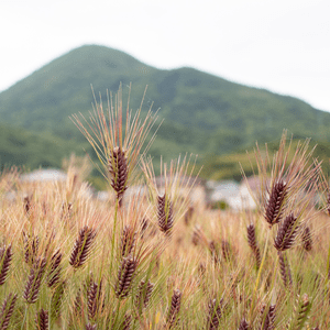 赞岐麻chi小麦大石imo