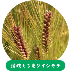 Kagawa prefecture product Sanuki sticky barley Daishimochi