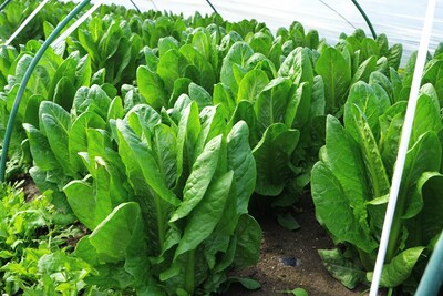 romaine lettuce photo