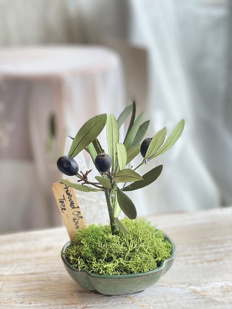 preserved Olive BONSAI