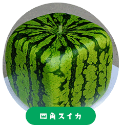 香川県産品 四角スイカ